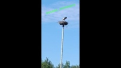 В Пензенской области поселился еще один белый аист