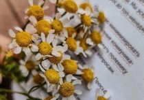 Этот сезон преподносит хабаровским садоводам настоящие сюрпризы — после палящего солнца внезапно наступают затяжные дожди, а ночные температуры порой опускаются неожиданно низко