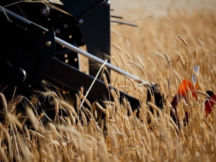 На полях Волгоградской области стартовала уборочная кампания