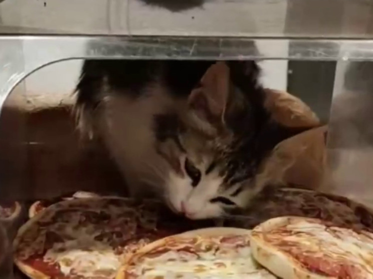 Кошку за поеданием пиццы с прилавка застукали в клинском супермаркете