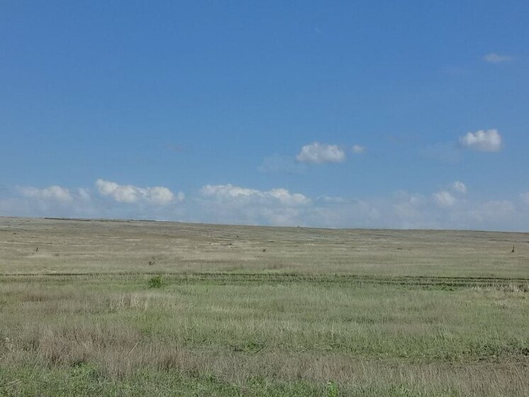 Сайгаки в Саратовской области избегают населённых пунктов