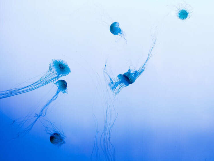 Две женщины госпитализированы после контакта с медузами в Ливадии в Приморье