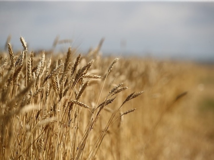  Волгоградский предприниматель недостоверно задекларировал 300 тонн пшеницы