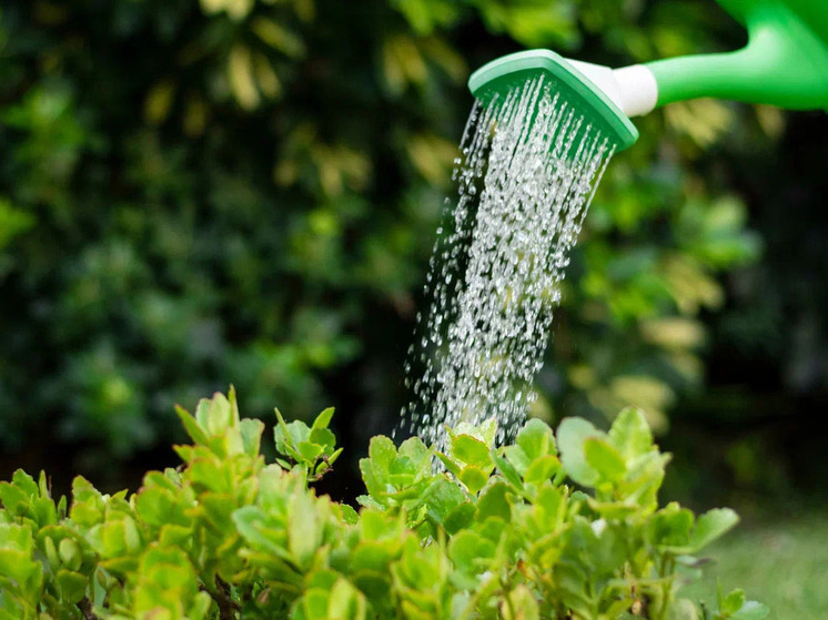 Агрономы Россельхозцентра ДНР поделились секретами спасения растений от перегревания