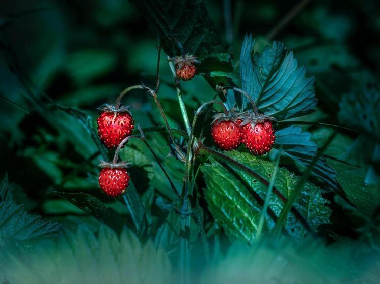 Синоптики 10 июля обещают в Смоленске жару