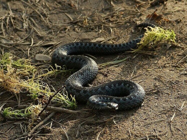 Жители Нижегородской области пожаловались на атакующих огороды гадюк