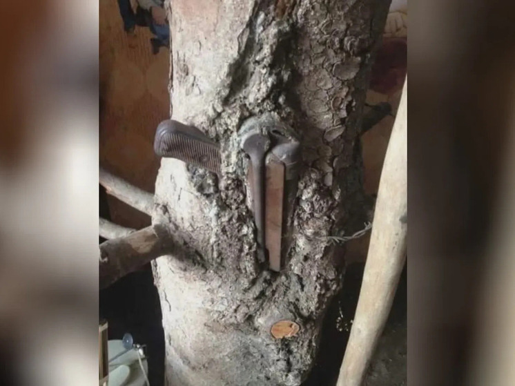 Вросшее в стволы деревьев оружие времен Второй Мировой войны продолжают находить в разных уголках многих стран