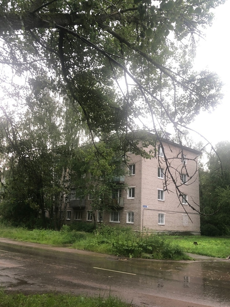 В Тверской области большое дерево нависло над проводами и дорогой