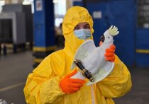 Сувенир из Германии, адресованный жительнице Москвы, наделал немало шума на столичной таможне