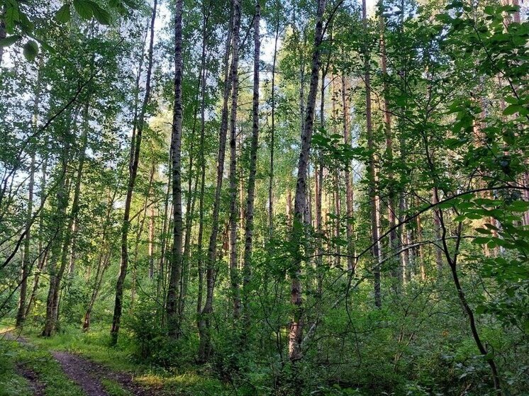 В Хакасии заблудившимся порекомендовали построить кресты из еловых сучьев