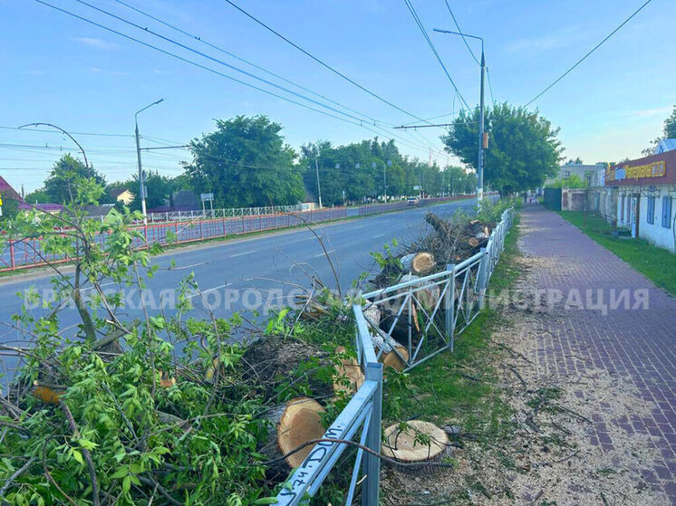 В Брянске продолжают спиливать пораженные златкой деревья