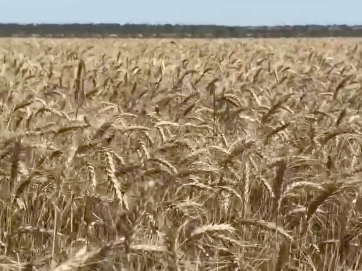 Глава ЛНР официально дал старт сбору урожая