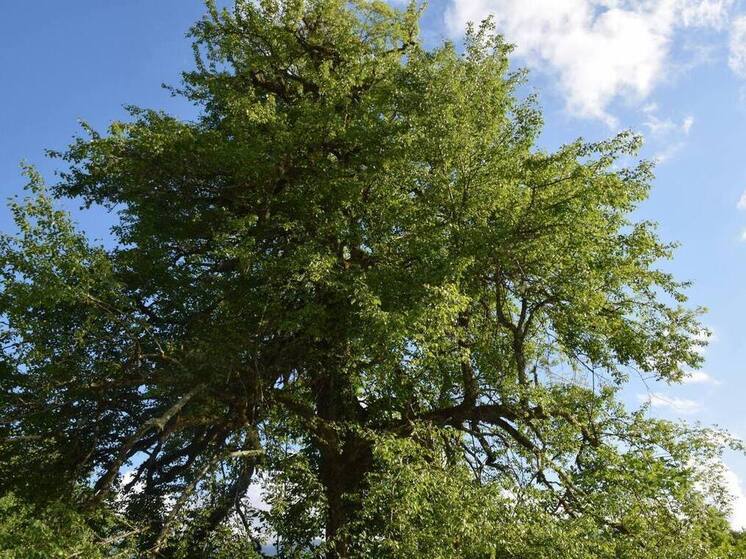 В Сочи обнаружили вековой сад с плодоносными деревьями