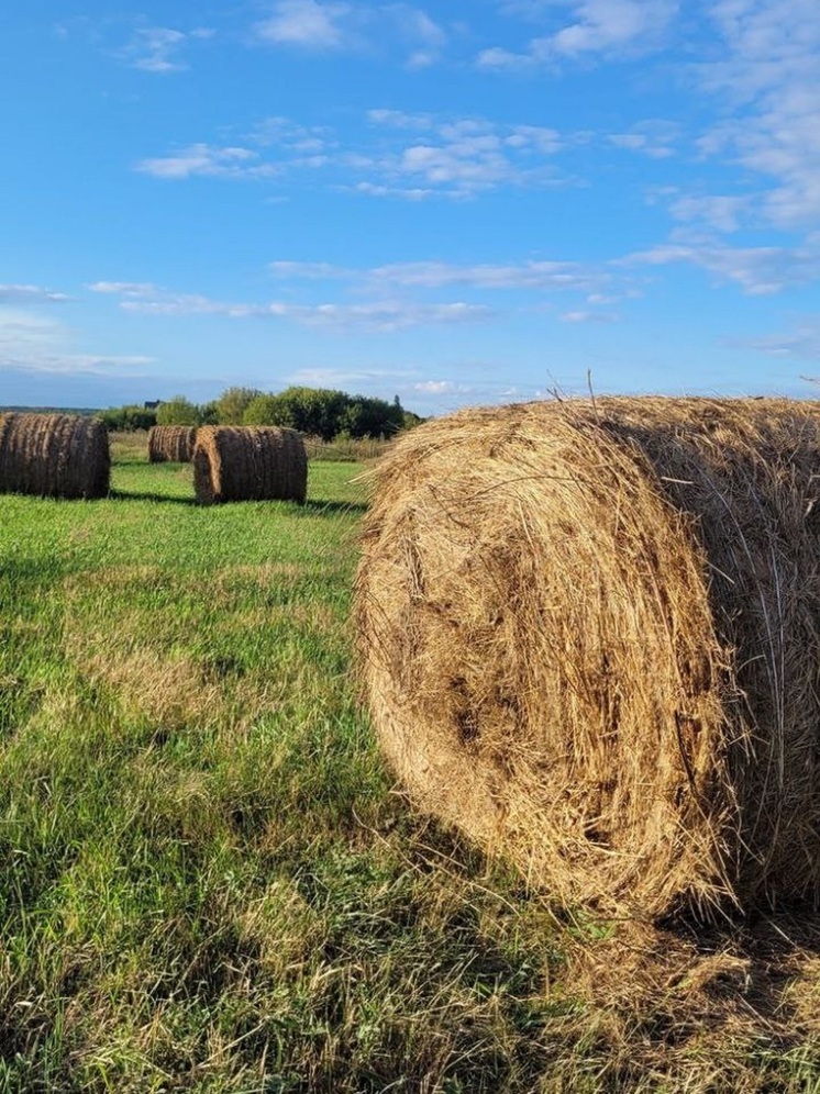 Что можно и нельзя делать 10 июля 2025 года: народные приметы в Самсонов день