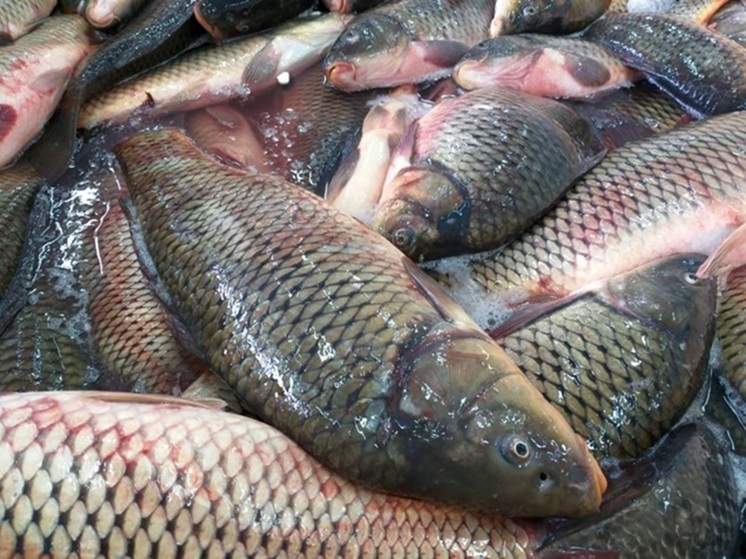 Больше 780 тонн рыбы выловили в Курганской области за полгода