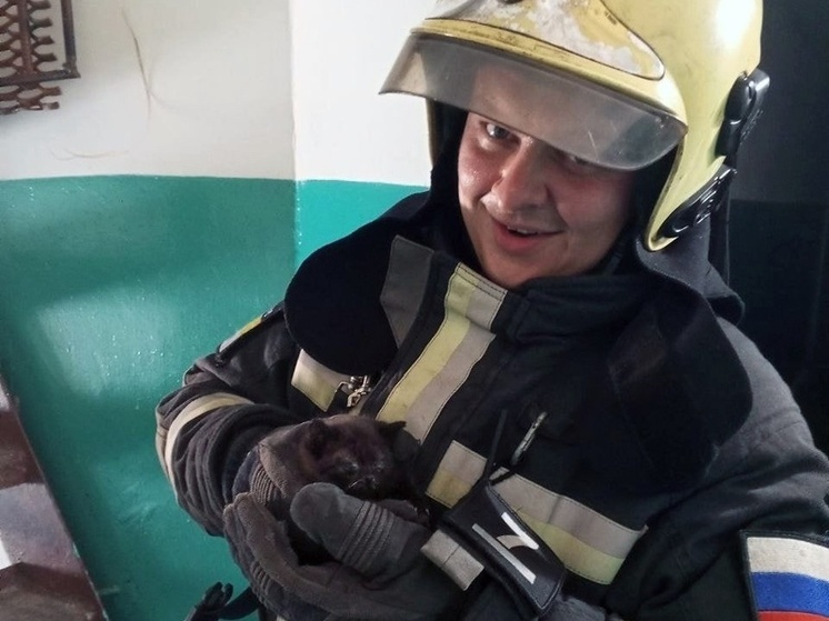 Власти отреагировали на ситуацию с запертыми на крыше дома кошками в Старом Осколе