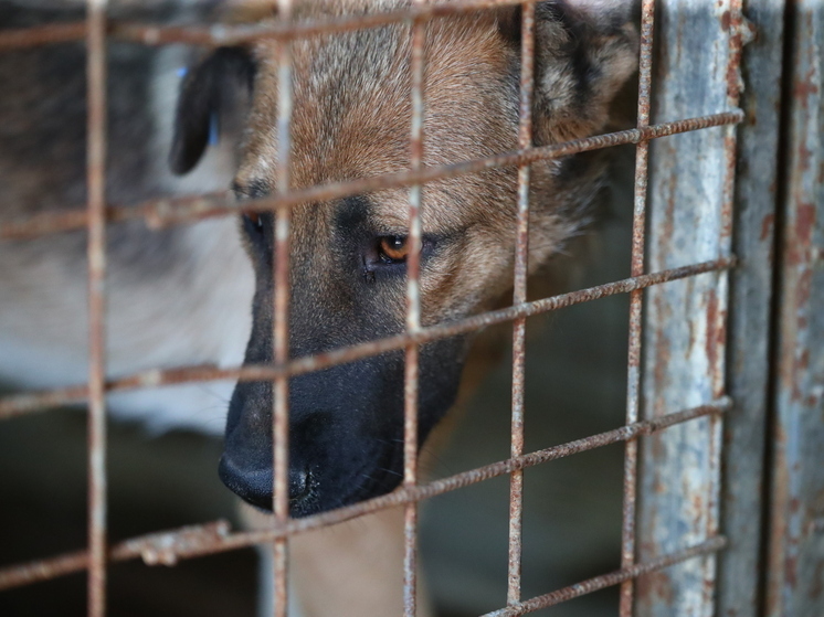 Для реагирования на нападения собак в Волгограде хотят использовать службу «112»