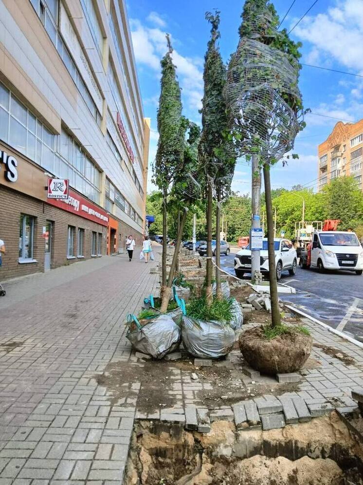 В Калуге сажают липы на улице Гагарина