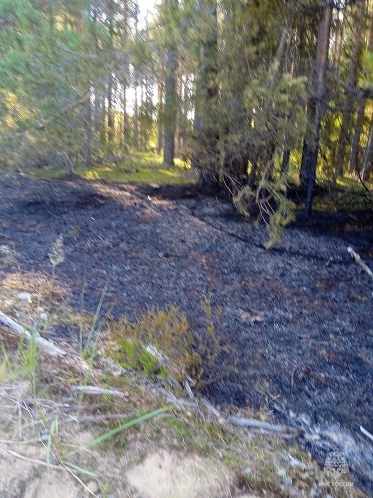В Макарьевском районе был оперативно потушен лесной пожар