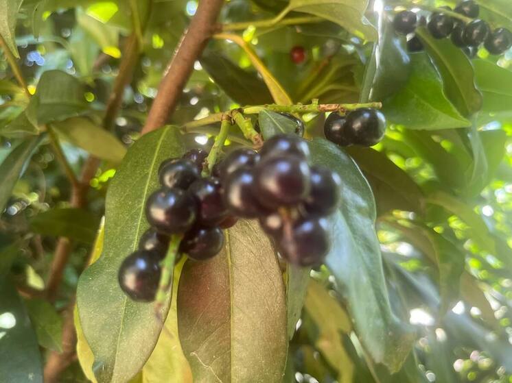 В сочинском дендропарке созрела лавровишня лекарственная
