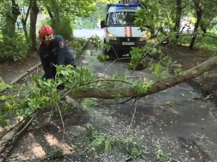В Иванове распилены более сотни поваленных ураганом деревьев