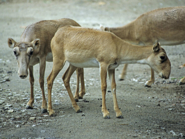 Увеличение численности краснокнижных сайгаков стало проблемой для сельского хозяйства