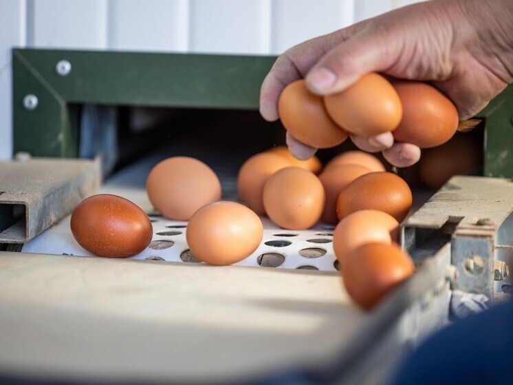 California authorities sued over rising egg prices