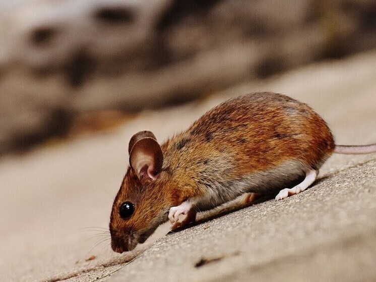 Крыса отбила хлеб у голубей на Арбате Владивостока — очевидцы в шоке