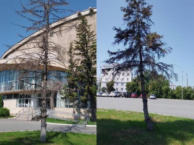 В Самаре 10 июля спилят засохшие ели около здания цирка им. Попова