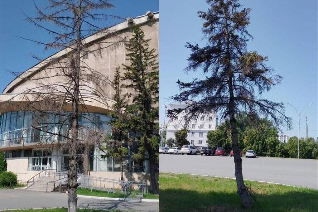 В Самаре 10 июля спилят засохшие ели около здания цирка им. Попова