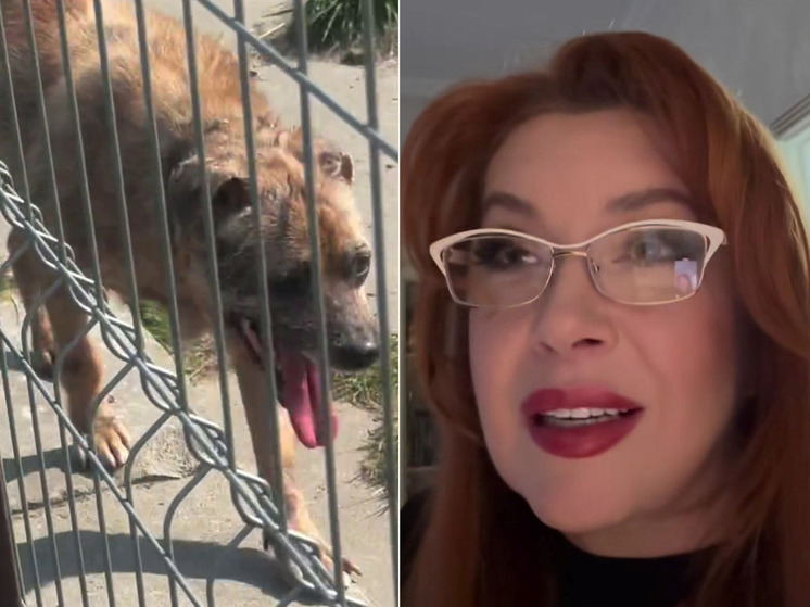 «Два месяца лечили»: Вера Сотникова рассказала о состоянии спасенного пса Джека