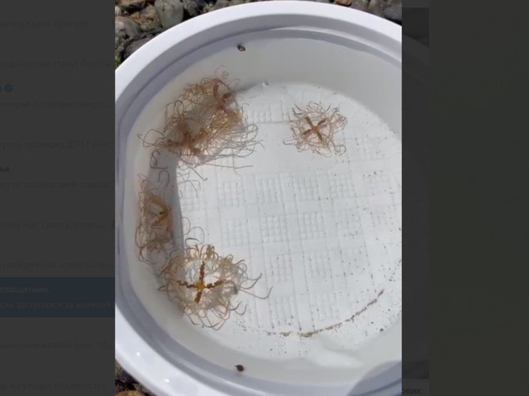 Опасные медузы-крестовики замечены в бухте Амбавозы в Приморье