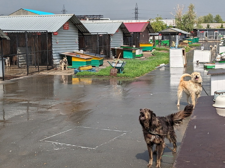 Более 250 собак из омского приюта обрели новый дом с начала года