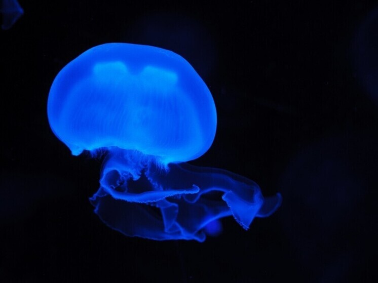 Какие медузы обитают в Приморском крае и как защититься от ожога
