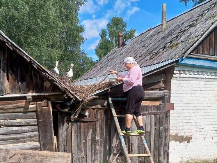 Под Тулой председатель УИК организовала спасение аистят, выпавших из гнезда