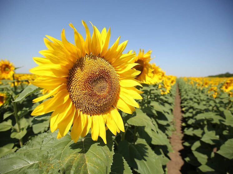В Волгоградской области проверили почти 44 тыс. тонн шрота на экспорт в Беларусь
