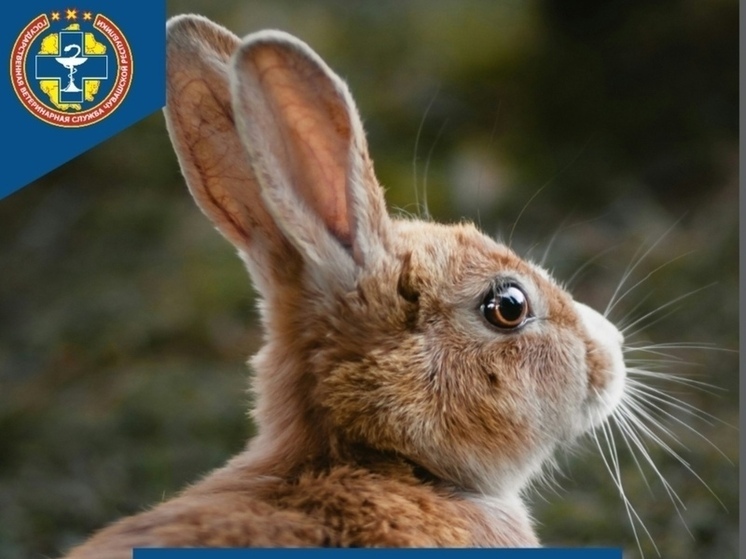 В Моргаушах ветеринары спасли домашнего кролика с тяжёлой травмой лапки