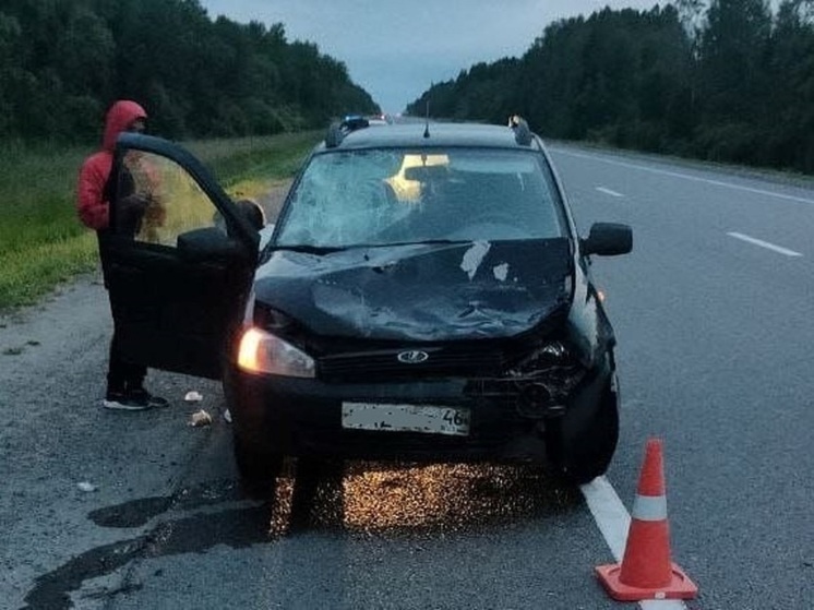 В Вологодском районе автомобиль сбил лося