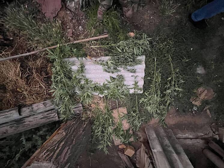 Жителя Мелитополя поймали на выращивании конопли