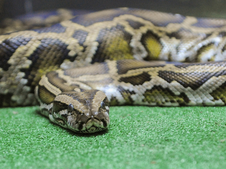 В Индонезии из брюха восьмиметрового питона вырезали пропавшего мужчину