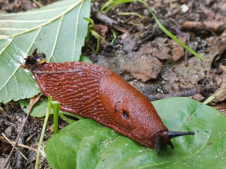 Чудища из Испании заполонили соседнюю область: доберутся ли они до Карелии