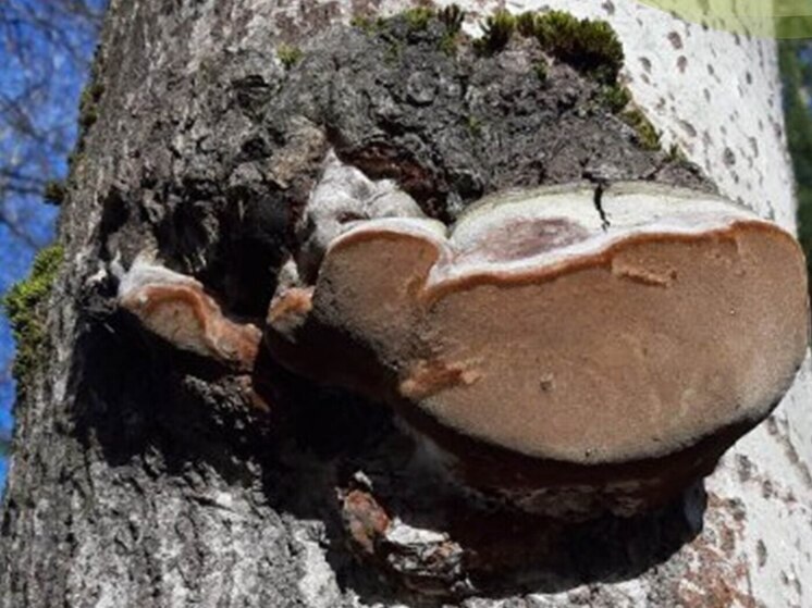 В калужских лесах активизируются вредители