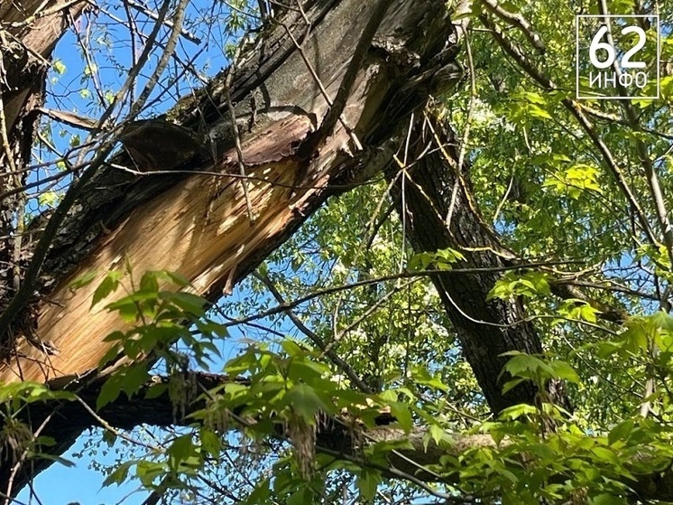 Дерево рухнуло на детскую площадку в Рязани