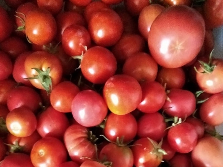 Зараженные вирусом томаты завезли в Екатеринбург