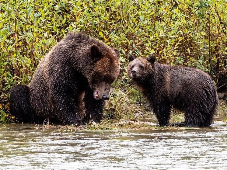 В заповеднике «Шульган-Таш» в Башкирии зафиксировали рекордное количество медведей