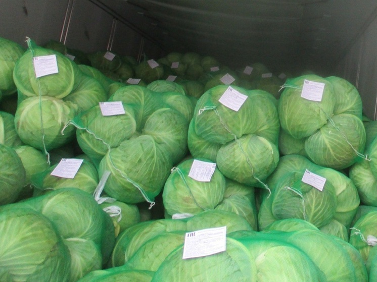 В Курганской области в импортной капусте нашли опасных насекомых