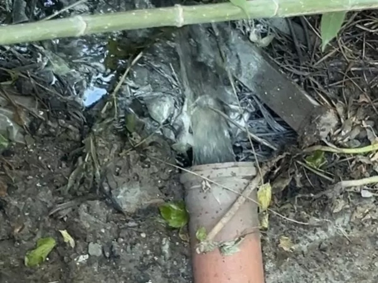 В Батайске снова зафиксировали загрязнение ручья Быстрый