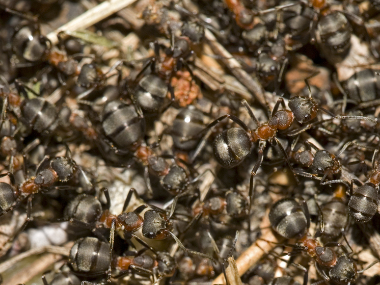 Daily Mail: Super Ants Have Occupied Britain