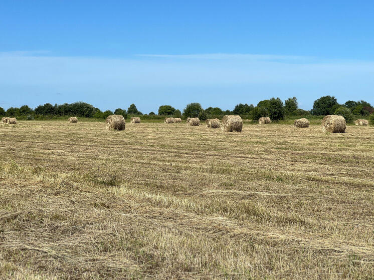 Сенокос начали аграрии Хабаровского края