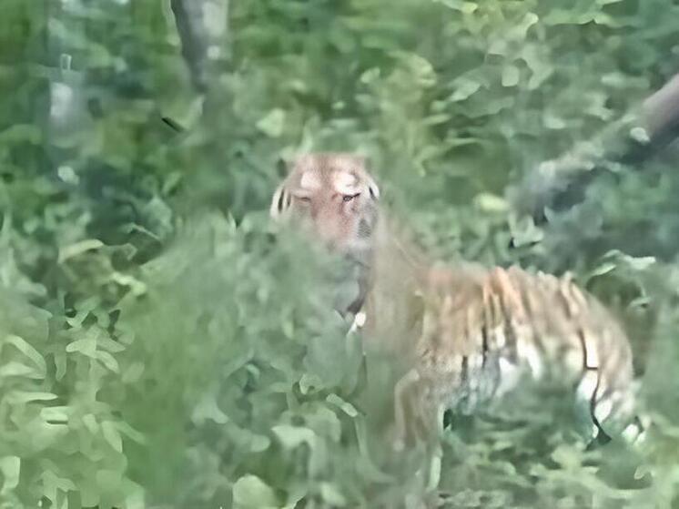 В Ванинском районе Хабаровского края встретили тигра